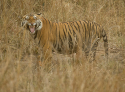 tiger